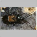 Macrodema microptera - Wanze 01 3mm - Sandgrube Niedringhaussee.jpg